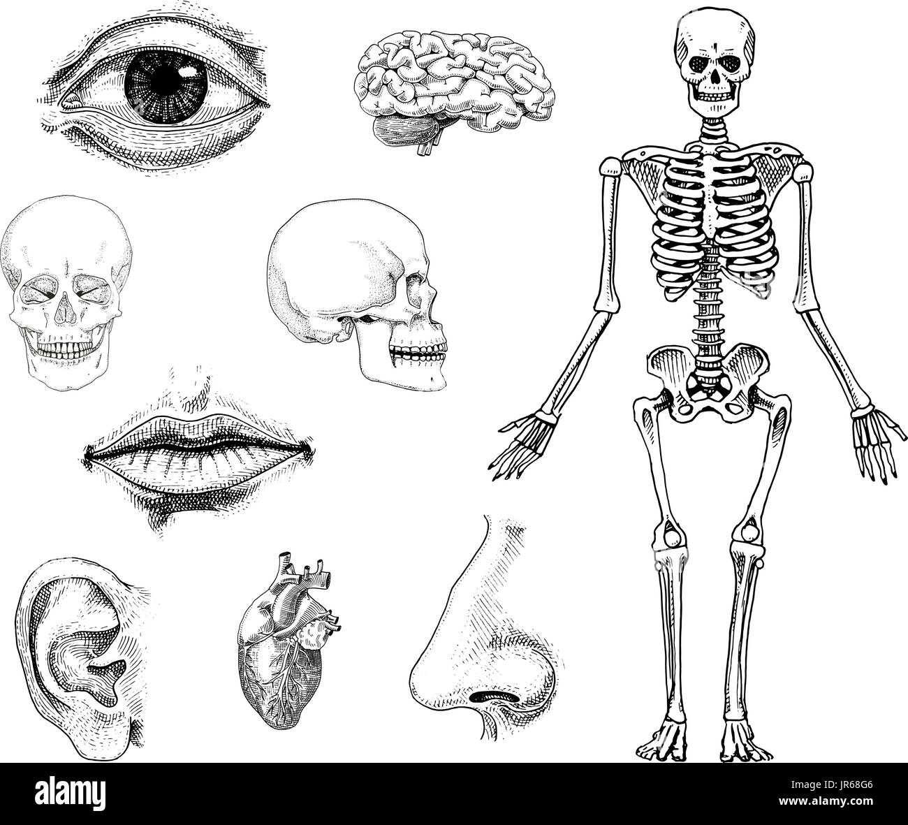 Human biology, anatomy illustration. engraved hand drawn in old sketch and vintage style. skull or skeleton silhouette. Bones of the body. lips and ear with nose. brain and heart. Stock Vector