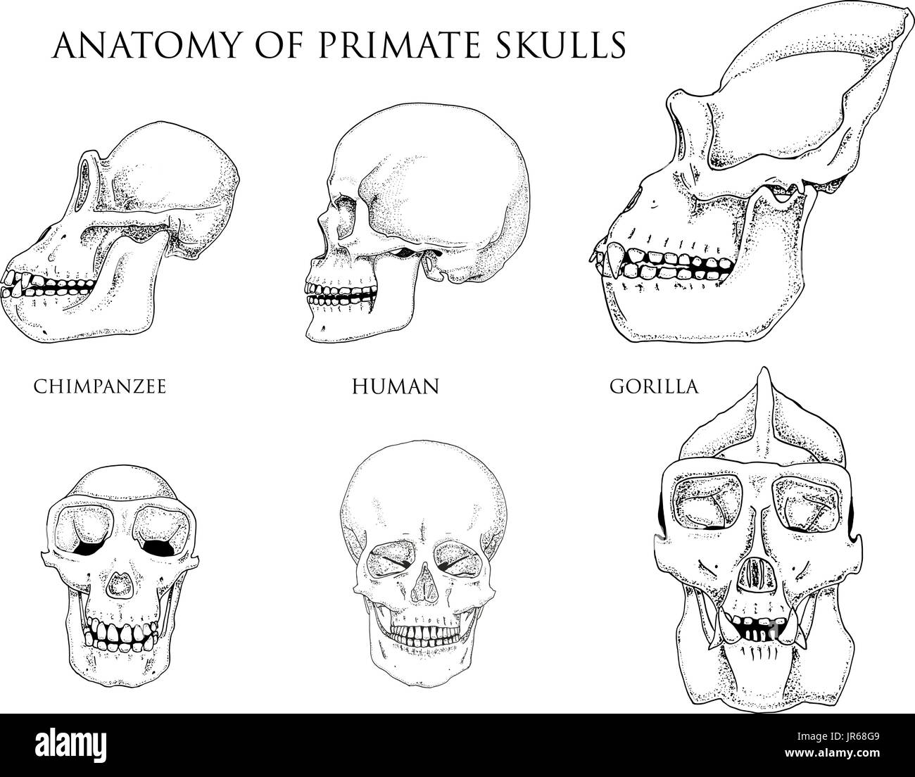 Human and chimpanzee, gorilla. biology and anatomy illustration. engraved hand drawn in old sketch and vintage style. monkey skull or skeleton or bones silhouette. front view or face and profile. Stock Vector