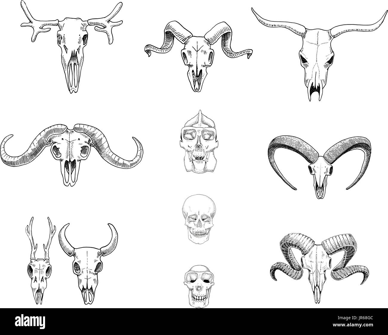anatomy illustration. engraved hand drawn in old sketch and vintage style. skull set or skeleton. Bull and mountain goat or buffalo. Animals with horns. ram or sheep. Elk and roe deer or bison. Stock Vector