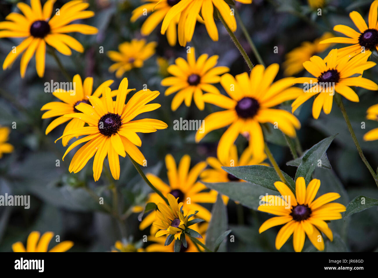 Yellow Daisies in a Garden Stock Photo Alamy