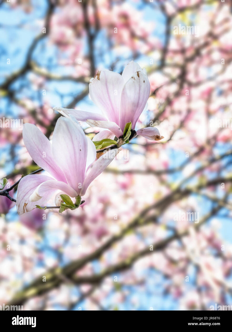 Magnolia tree flowers hi-res stock photography and images - Alamy
