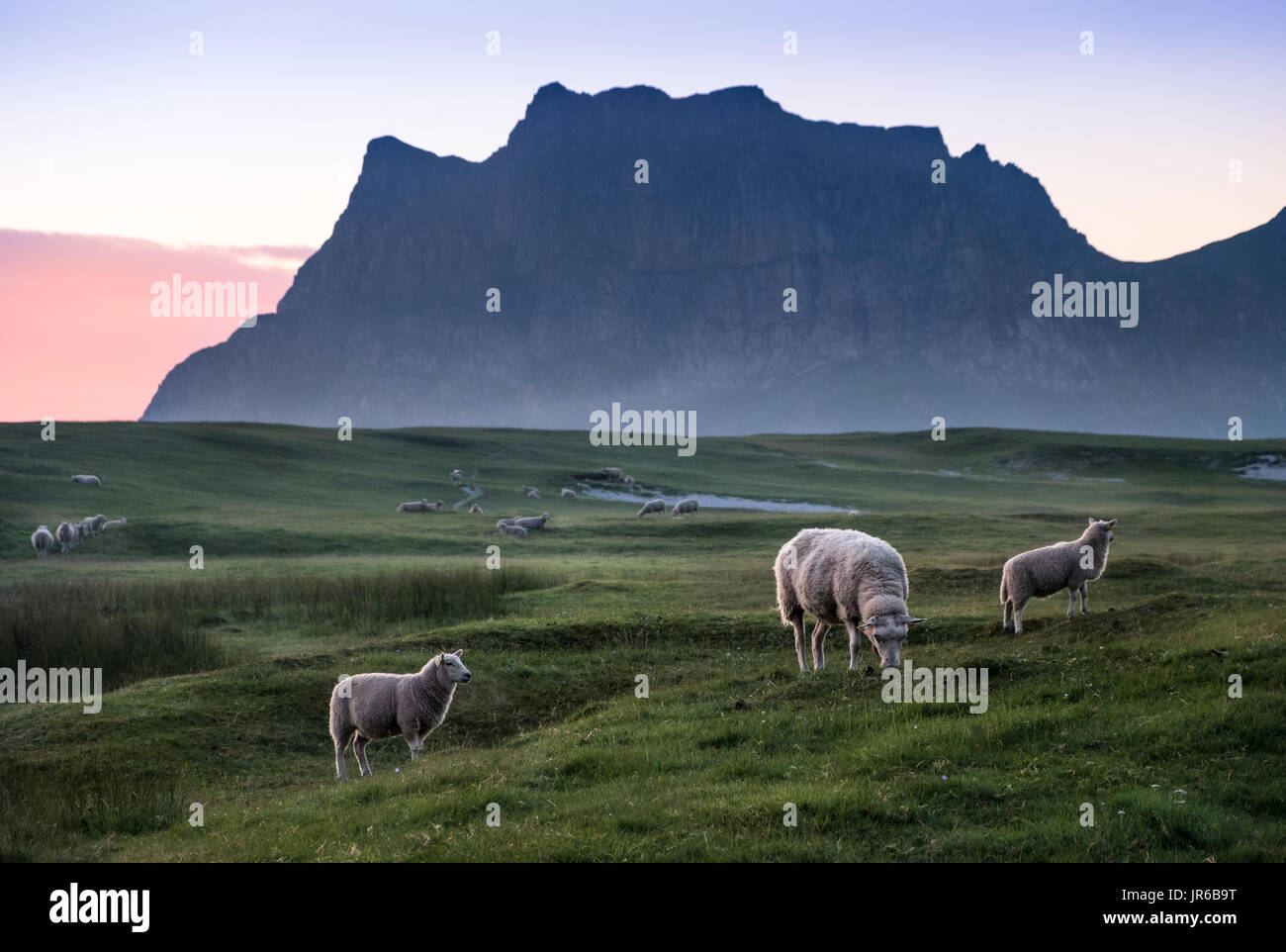 Lot of lambs pastures in meadow at summer night in Lofoten, Norway Stock Photo