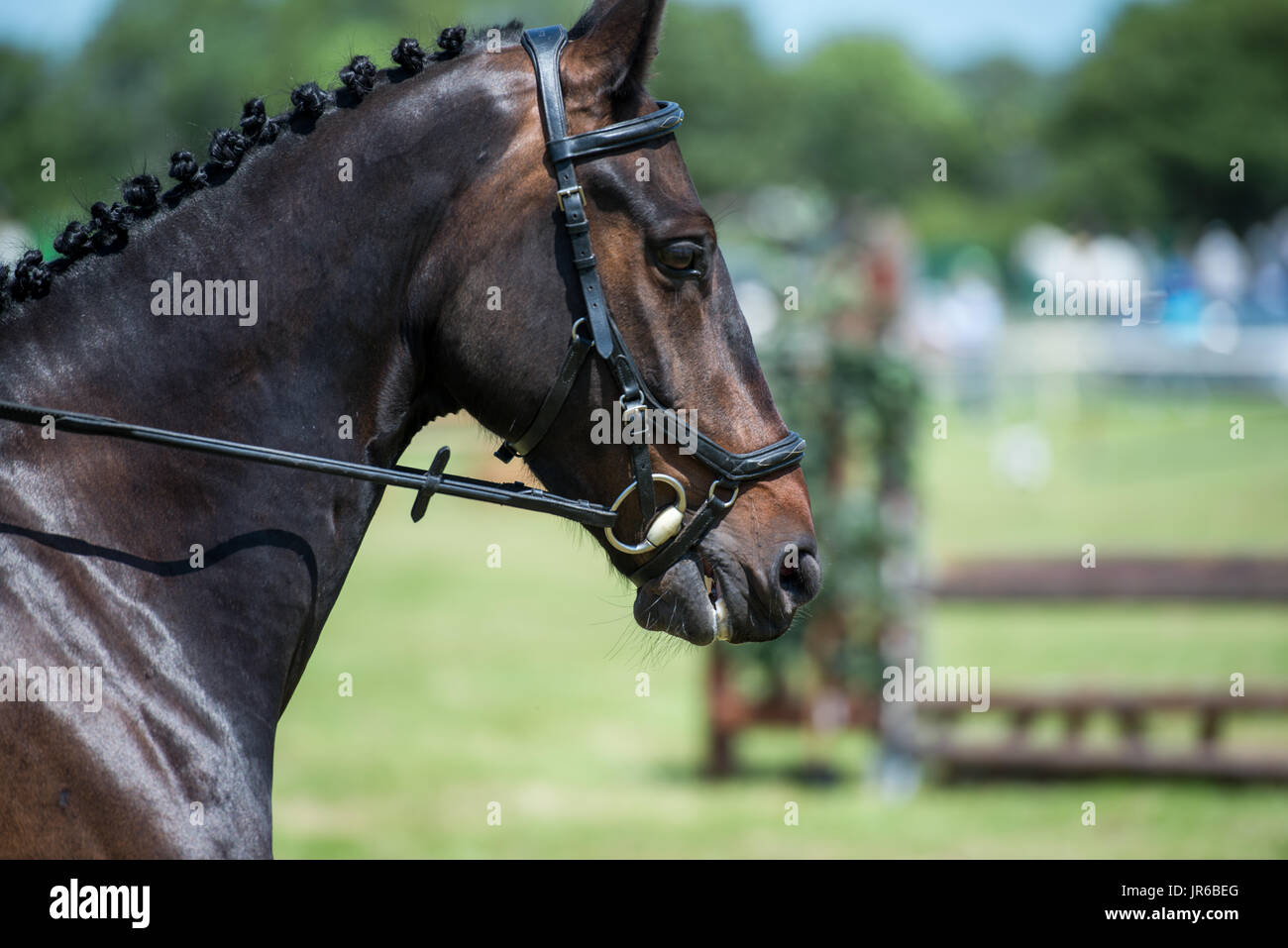 Close-up portrait of a horse at an equestrian event Stock Photo