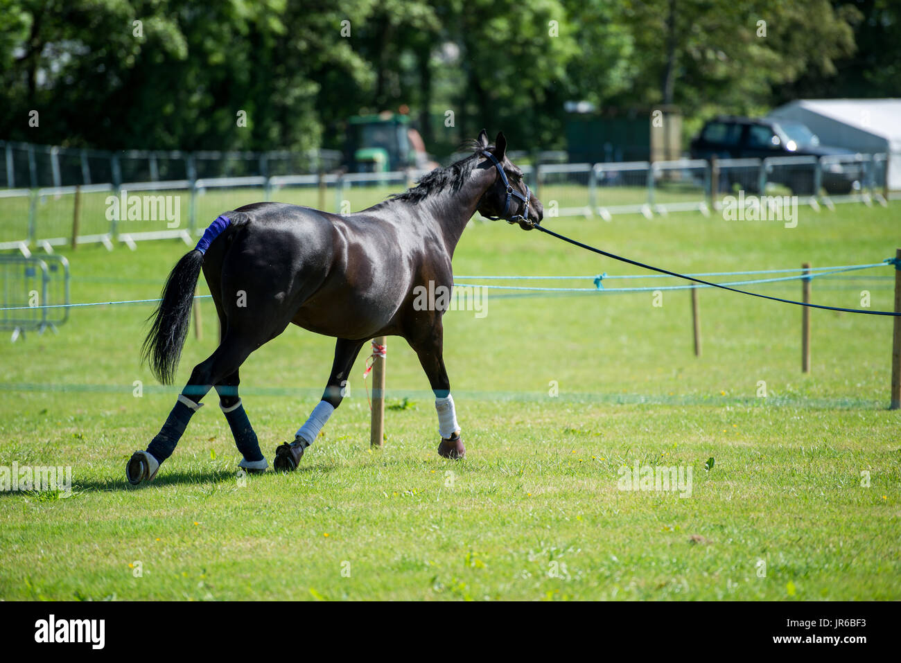 Horse walking at an equestrian event Stock Photo