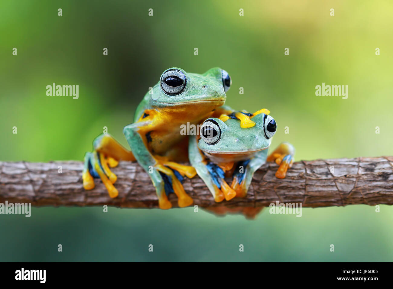 Two Tree frogs sitting on branch, Indonesia Stock Photo