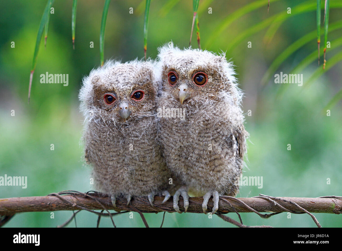 Two Baby Owls Sitting On A Branch High Resolution Stock Photography And Images Alamy Two Baby Owls Sitting On A Branch High Resolution Stock Photography And Images Alamy