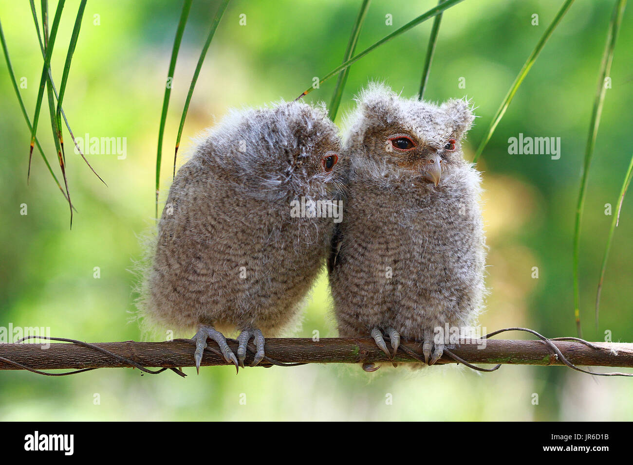 Two baby owls sitting on a branch, Indonesia Stock Photo - Alamy