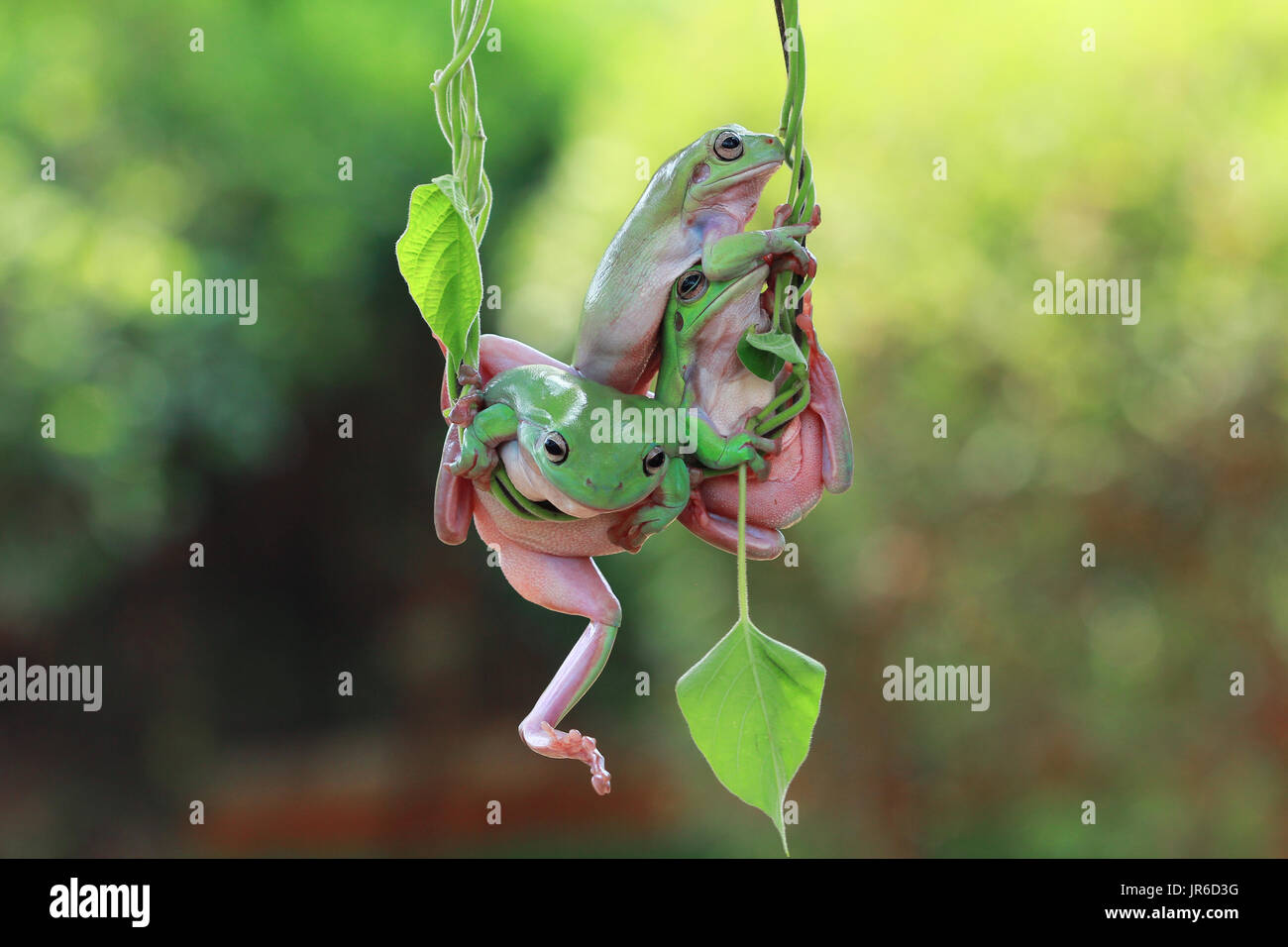 Three Dumpy frogs on a plant, Indonesia Stock Photo