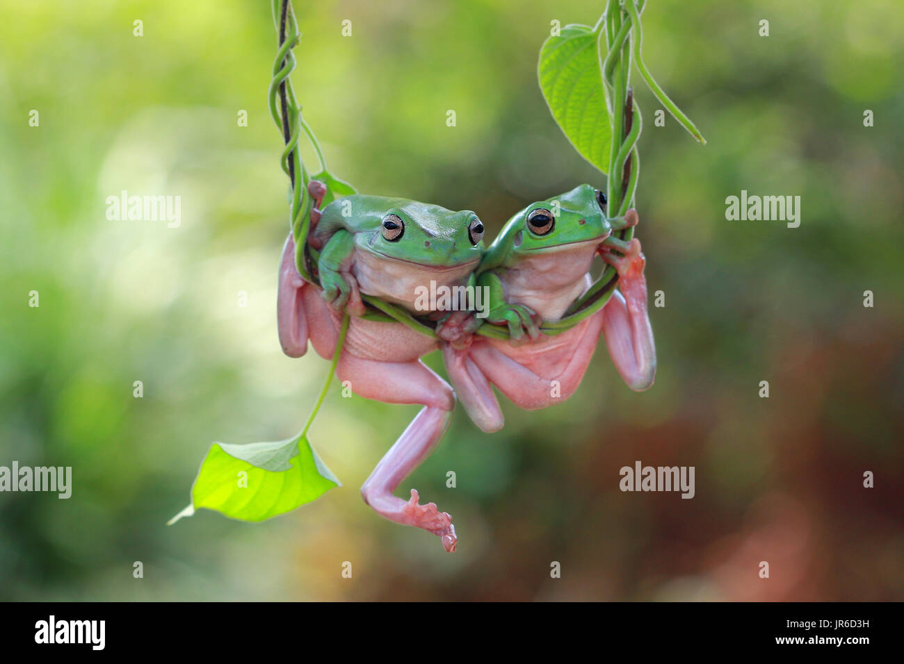 Two Dumpy frogs on a plant, Indonesia Stock Photo