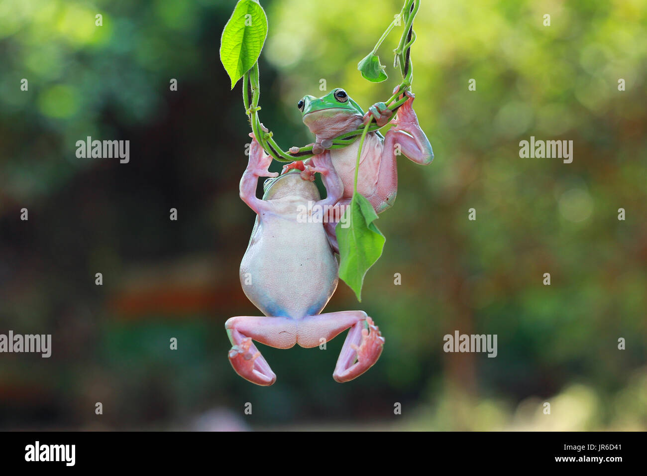 Two Dumpy frogs on a plant, Indonesia Stock Photo