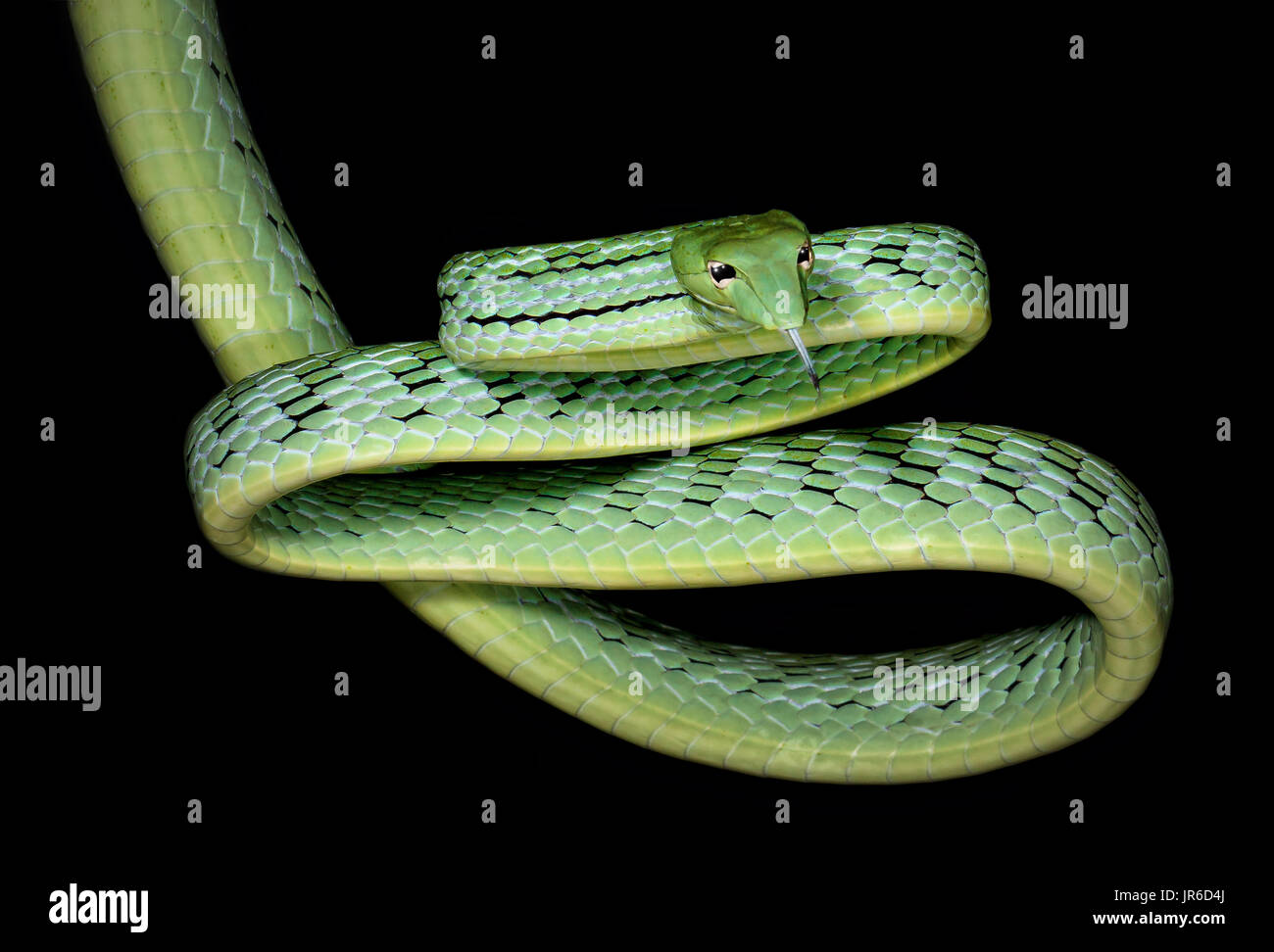 Oriental Whip snake (Ahaetulla prasina), Koh Tao, Thailand Stock Photo