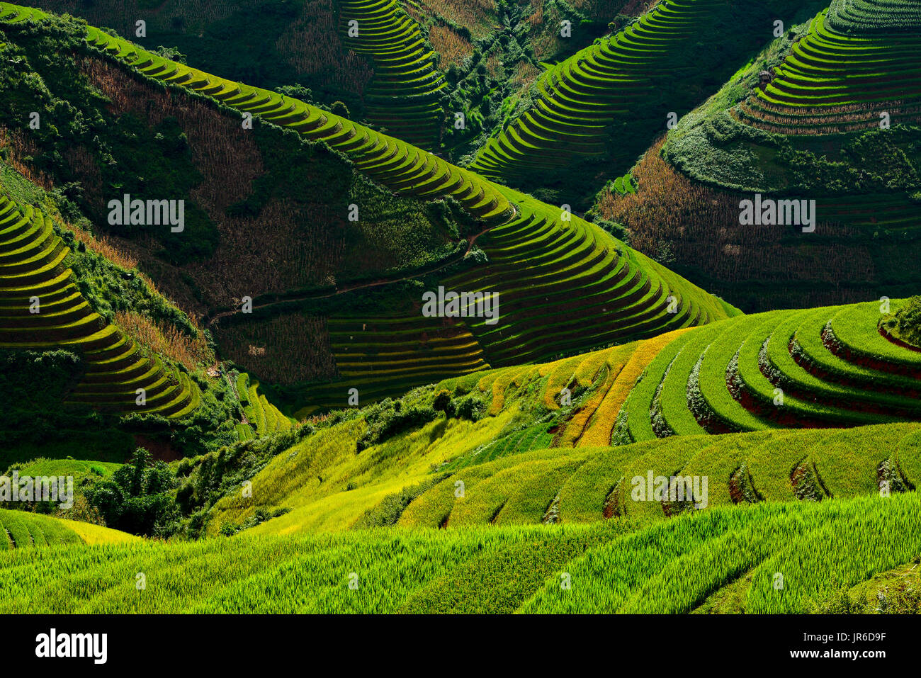 Aerial view of terraced rice fields, Mu Chang Chai, Vietnam Stock Photo ...