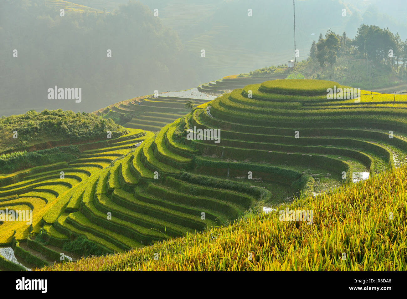 Terraced rice field, Mu Chang Chai, Vietnam Stock Photo