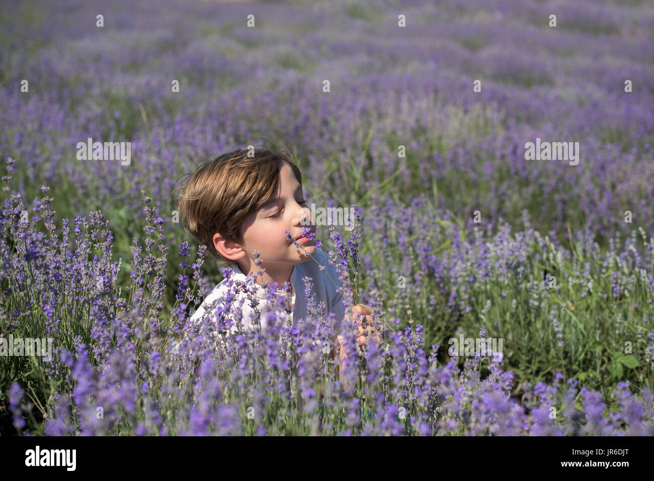 Boy sitting in a lavender field smelling flowers Stock Photo