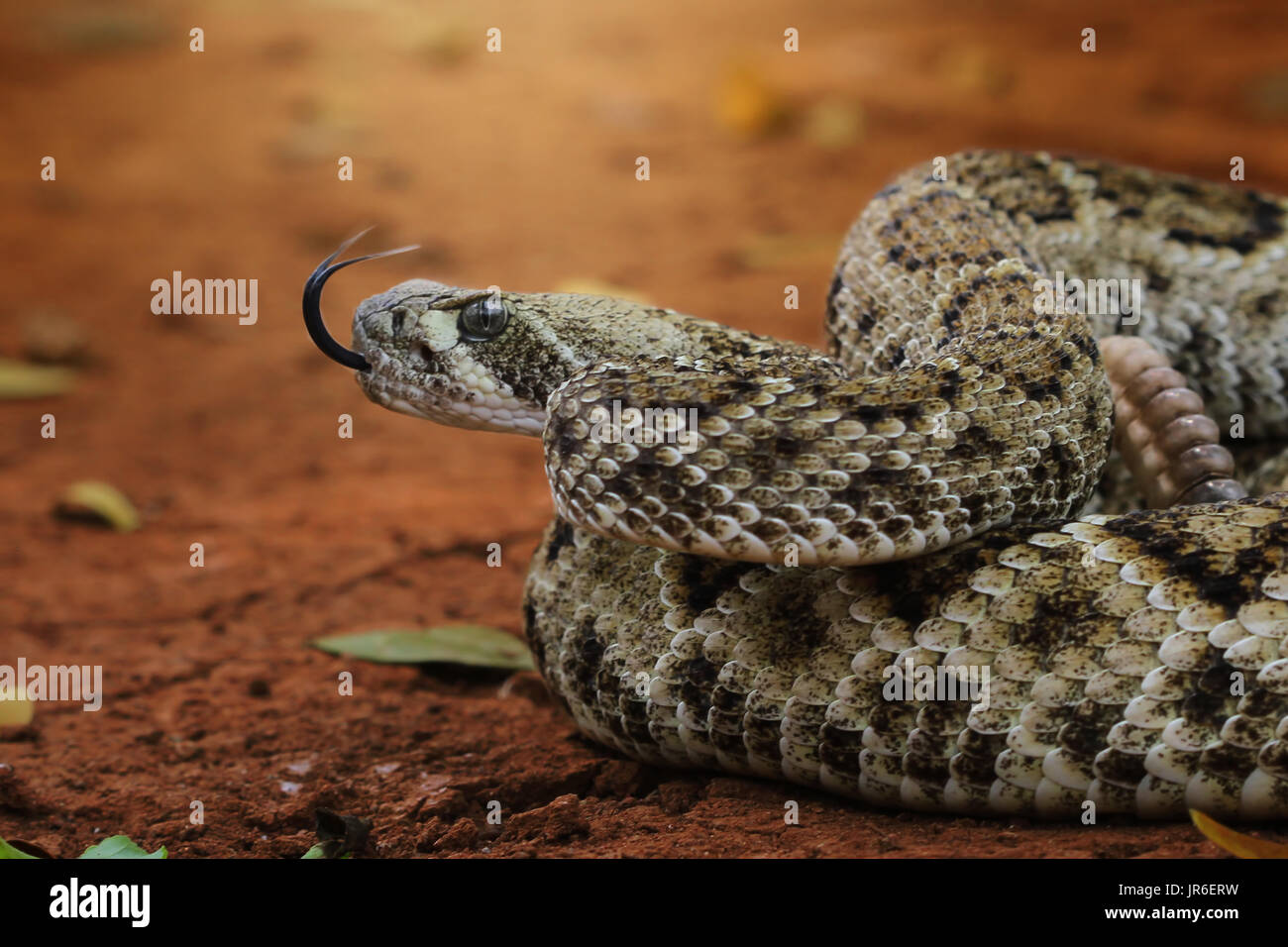 Diamondback rattlesnake hi-res stock photography and images - Alamy