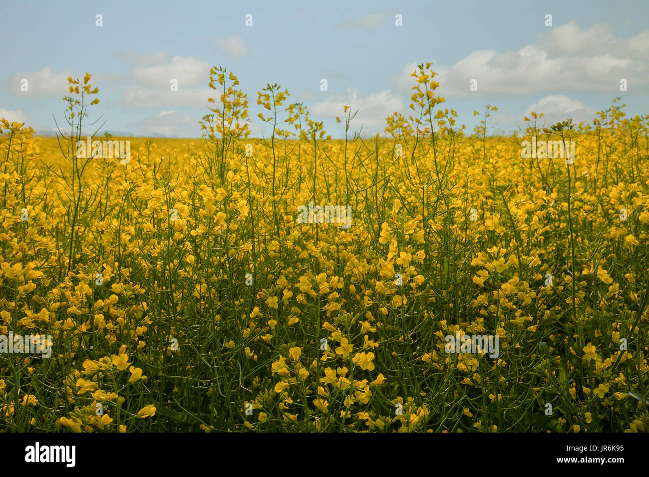 Mustard field in the canadian prairies of Saskatchewan in Canada Stock