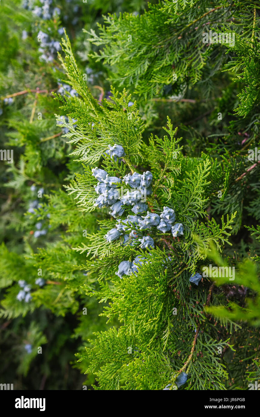 Blossom cypress tree, natural wallpaper, soft focus Stock Photo - Alamy