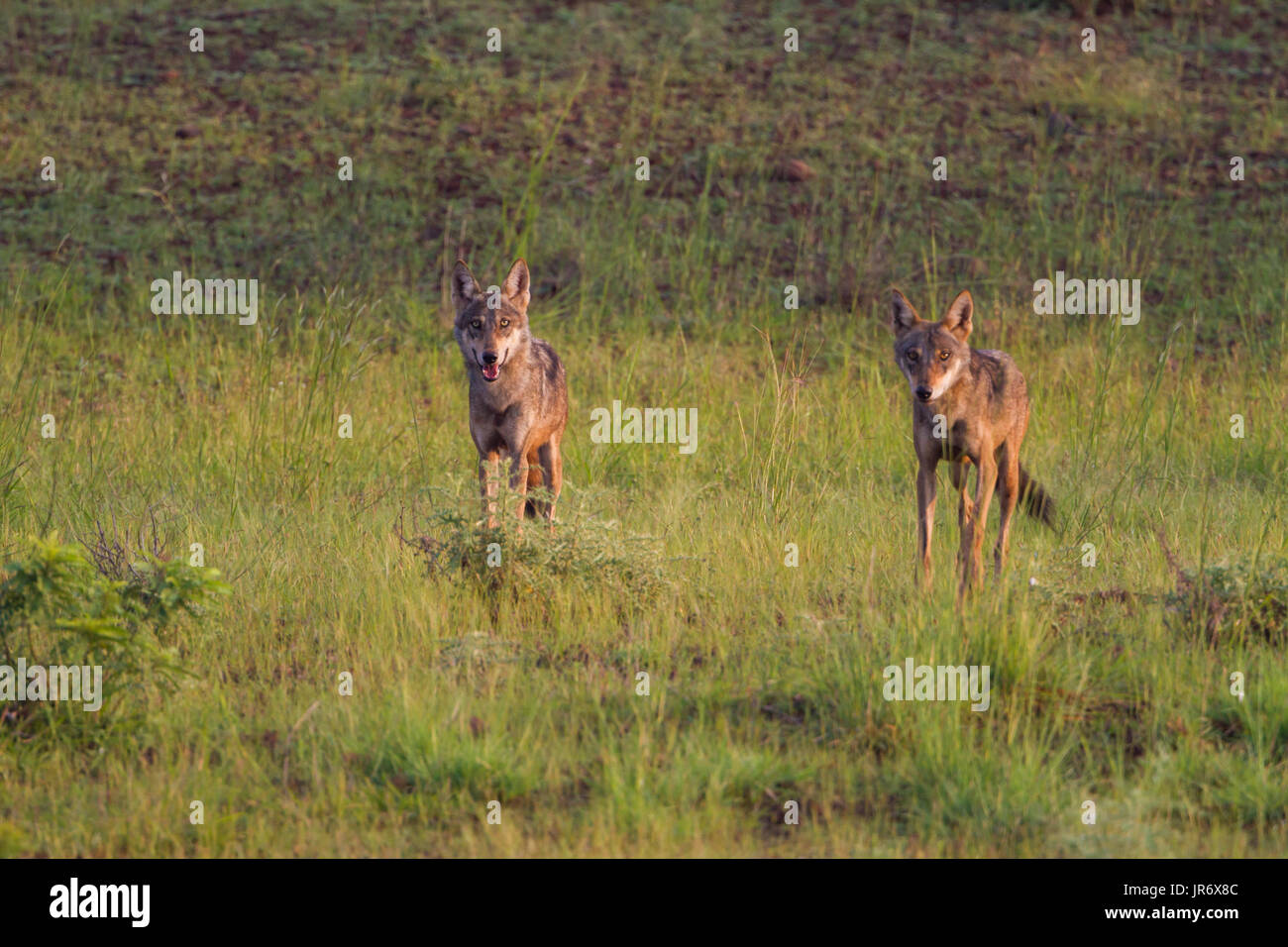 Wolves In India The Indian wolf (Canis lupus pallipes) as seen around the grasslands ...
