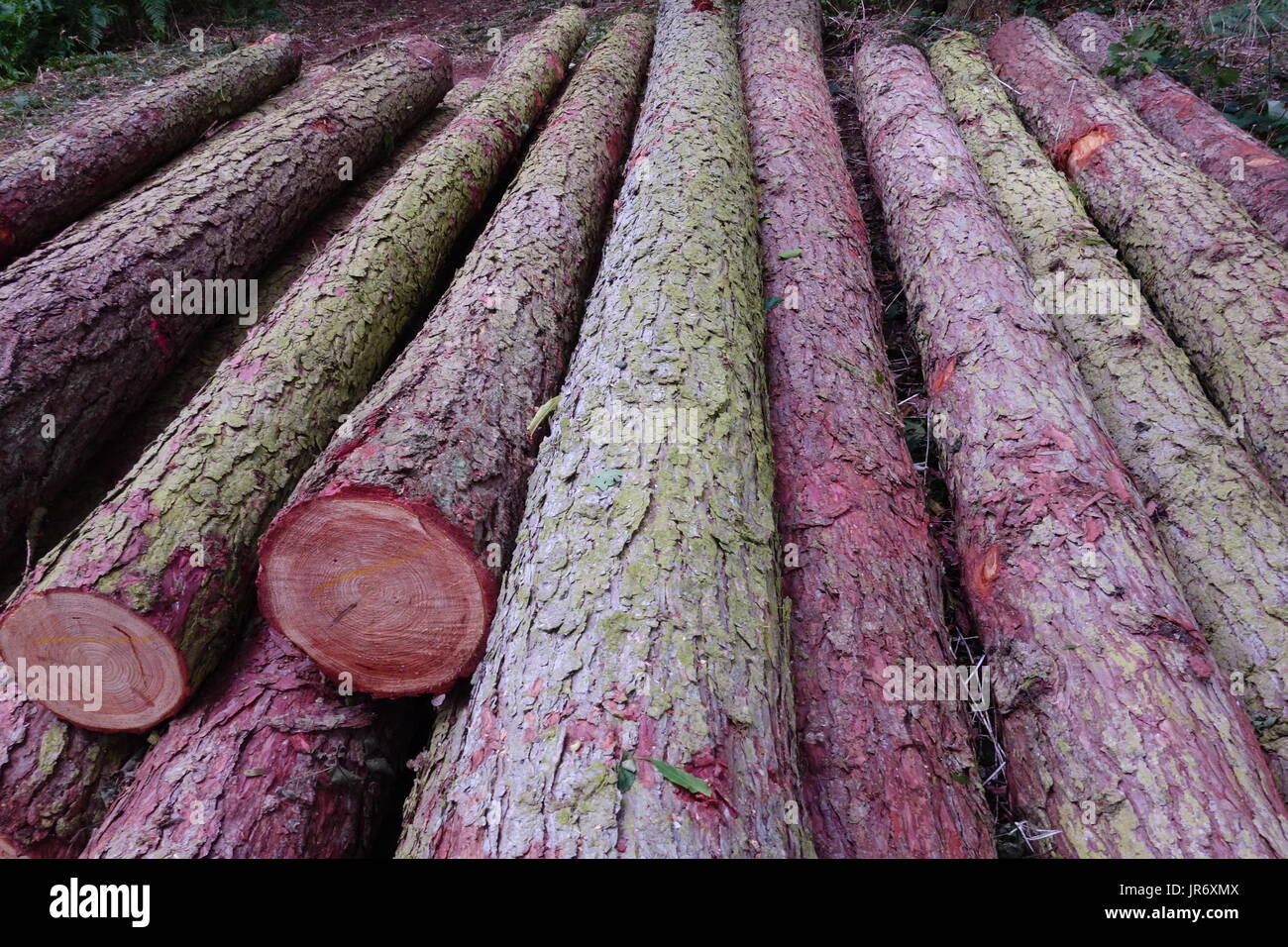 timber in woods Stock Photo Alamy