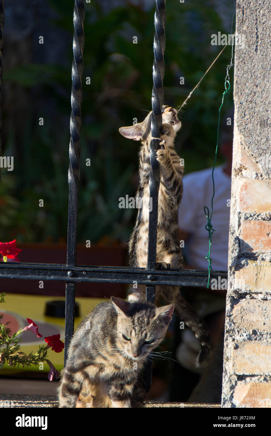 Sweet little kitten is playing with a rope beside his mom Stock Photo ...