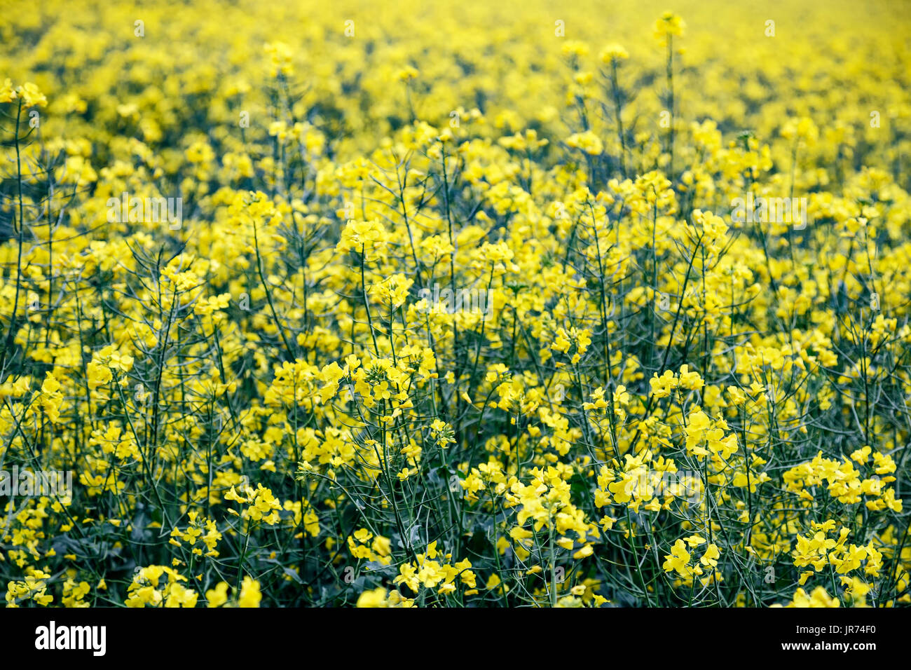 Rapeseed plant (Brassica napus) field, near Inverness, Scotland, United Kingdom Stock Photo