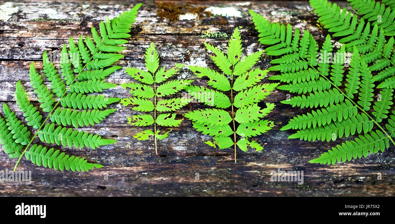 Beautiful fern leaf on hi-res stock photography and images - Alamy