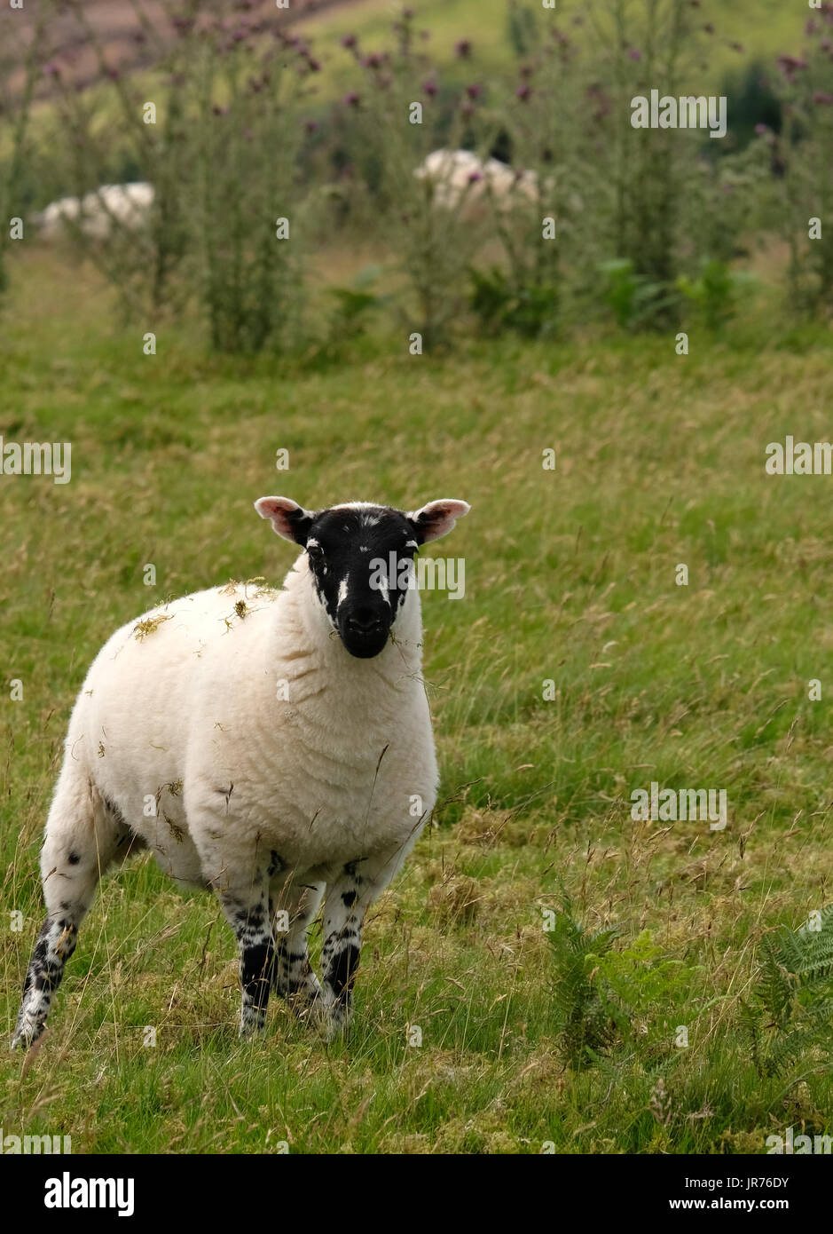 9th July 2017 - Welsh hill sheep Stock Photo