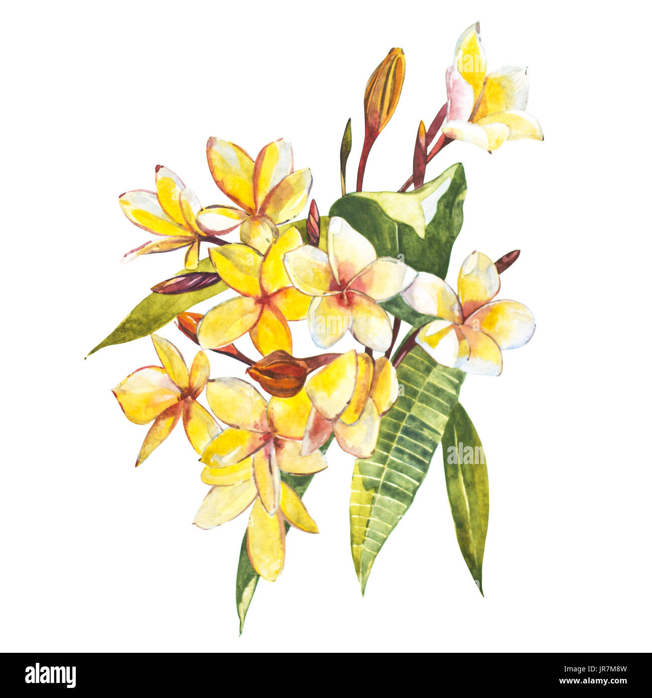 Plumeria isolated on white background. Tropical set, Watercolor sketch object Stock Photo