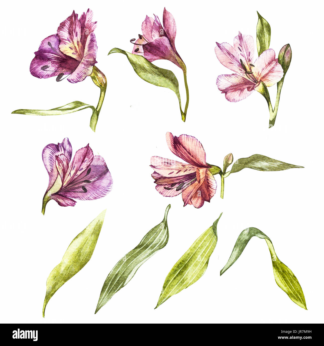 Set watercolor illustrations of lily flowers. Botanical illustration Stock Photo