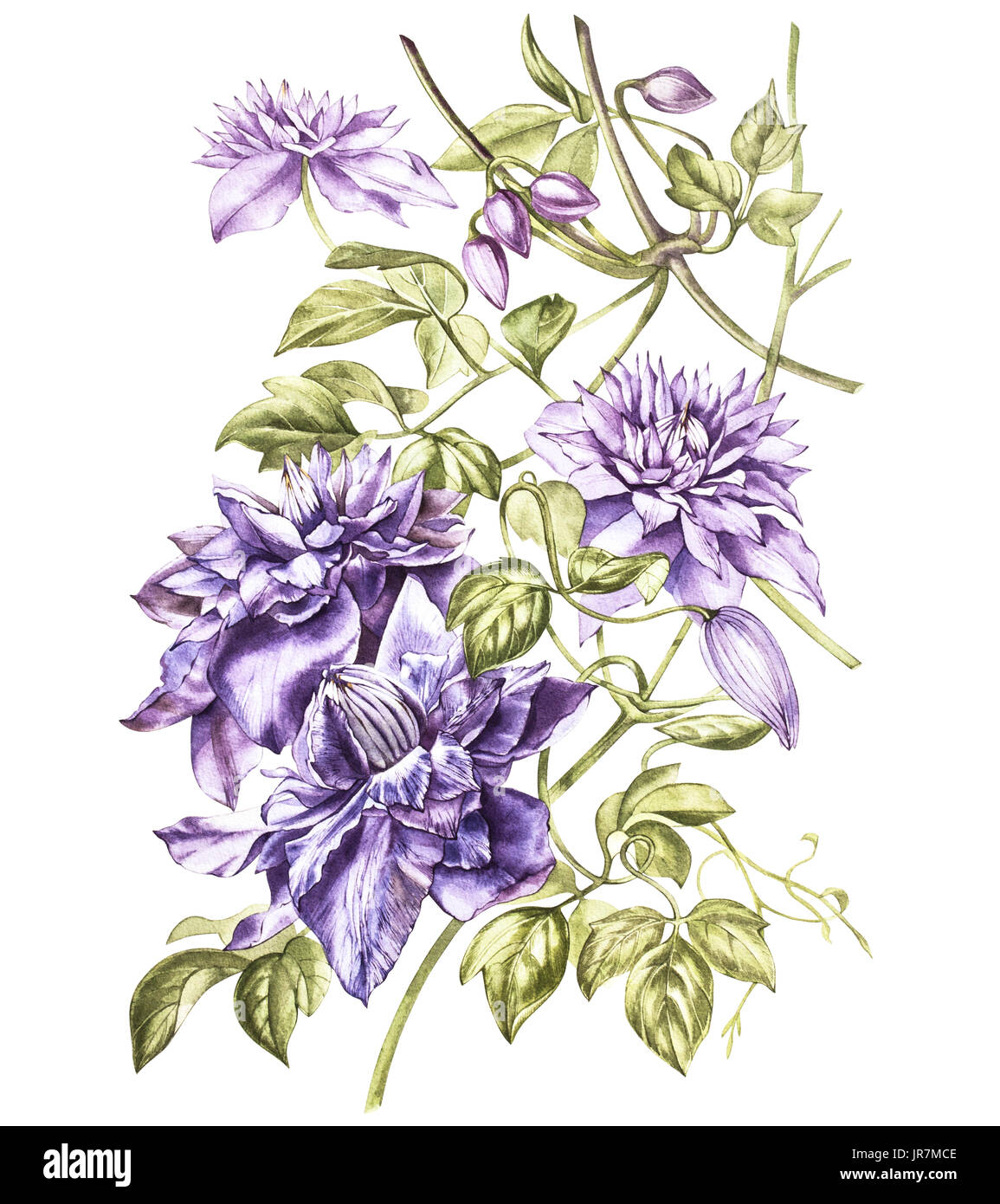 Illustration in watercolor of a clematis flower blossom. Floral card with flowers. Botanical illustration Stock Photo