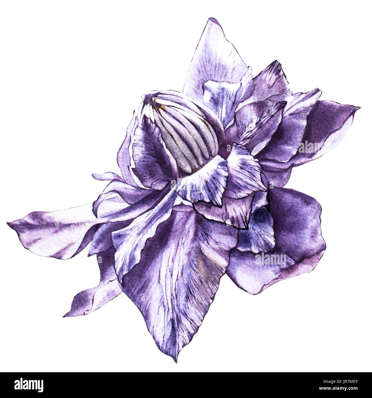 Illustration in watercolor of a clematis flower blossom. Floral card with flowers. Botanical illustration Stock Photo