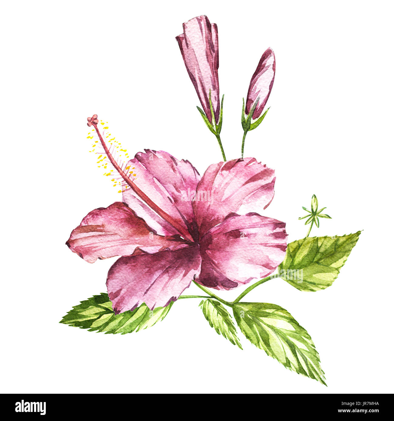 Watercolor isolated illustration of a pink hibiscus, tropical flower ...