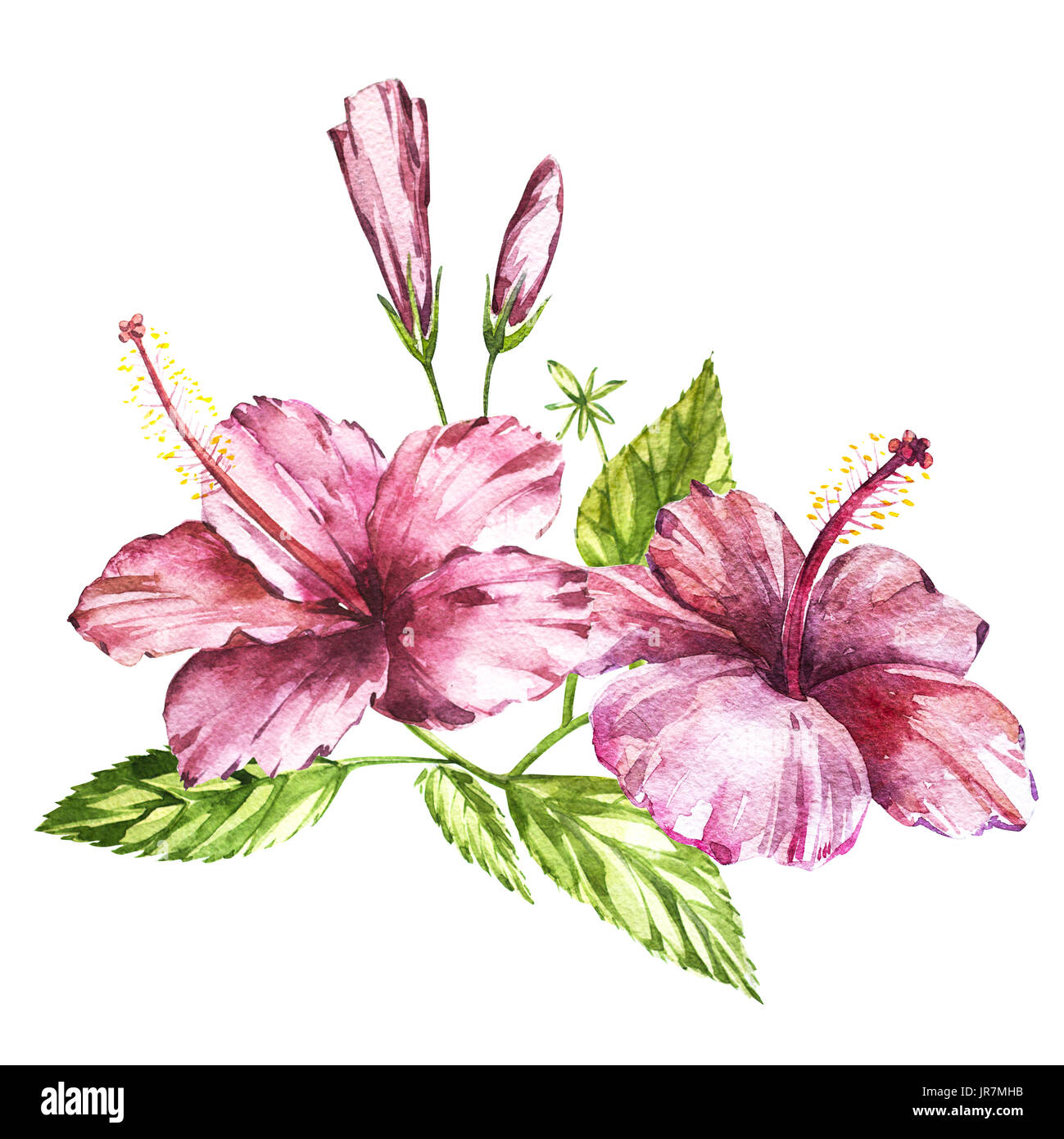 Watercolor isolated illustration of a pink hibiscus, tropical flower ...