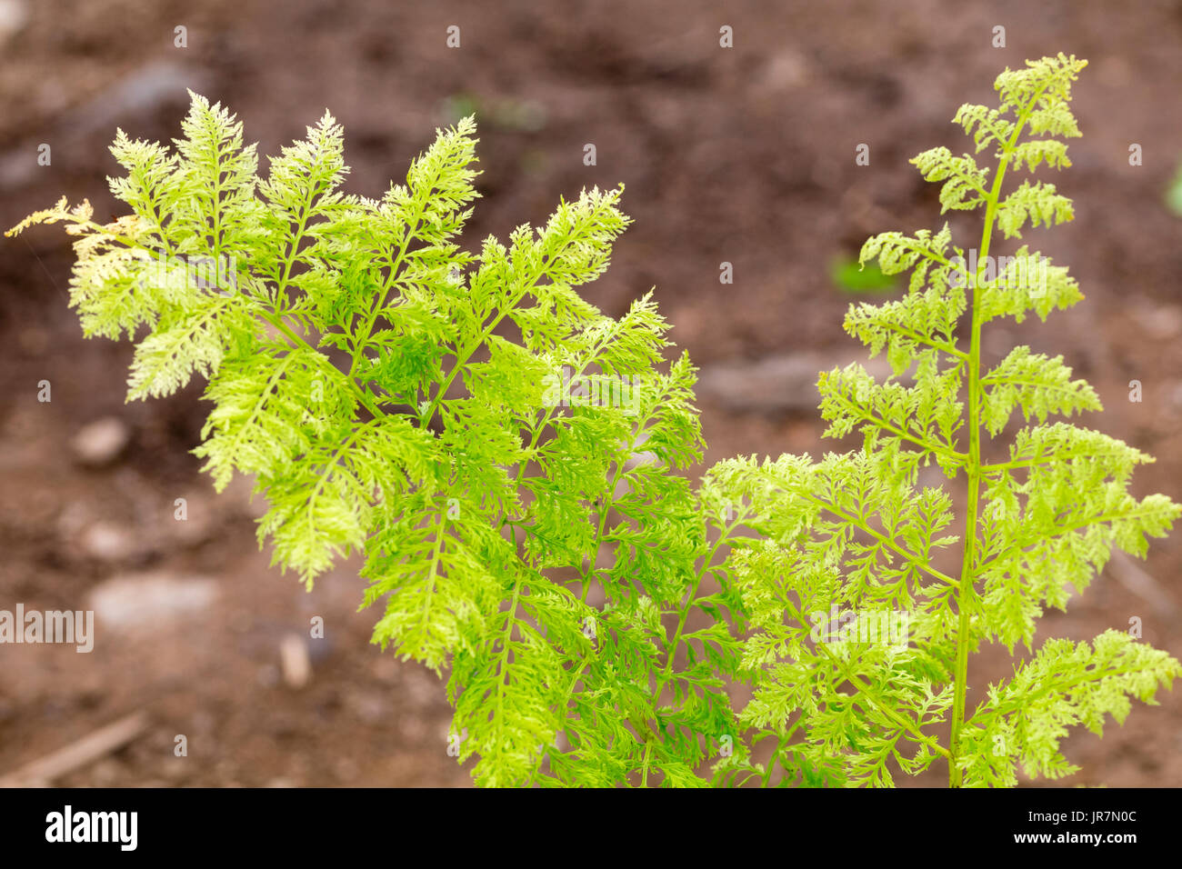 Finely divide frond of the laciest variety of the lady fern, Athyrium filis-femina 'Plumosum Druery' Stock Photo