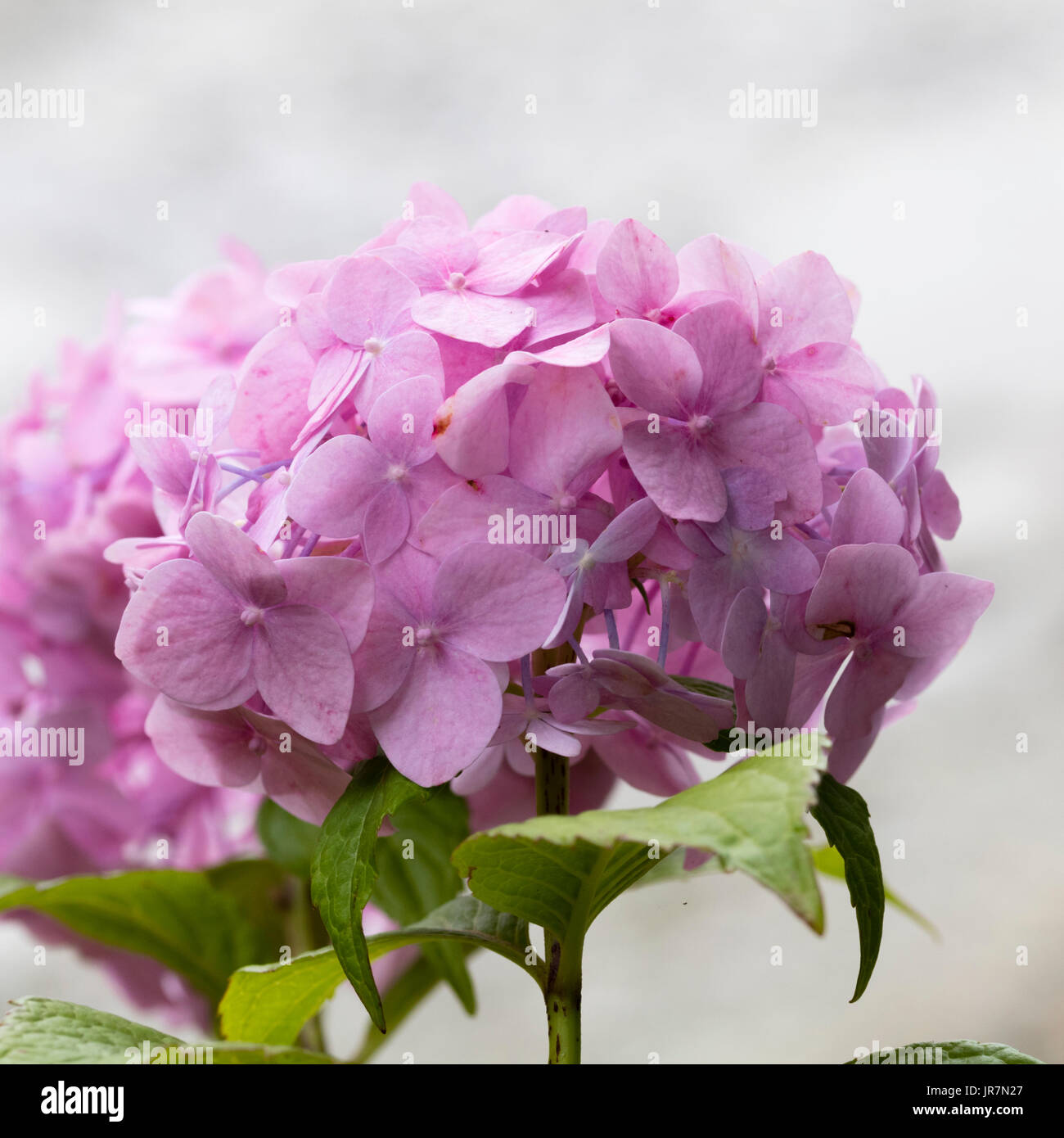 Delicate pink flower heads of the mophead hydrangea, Hydrangea