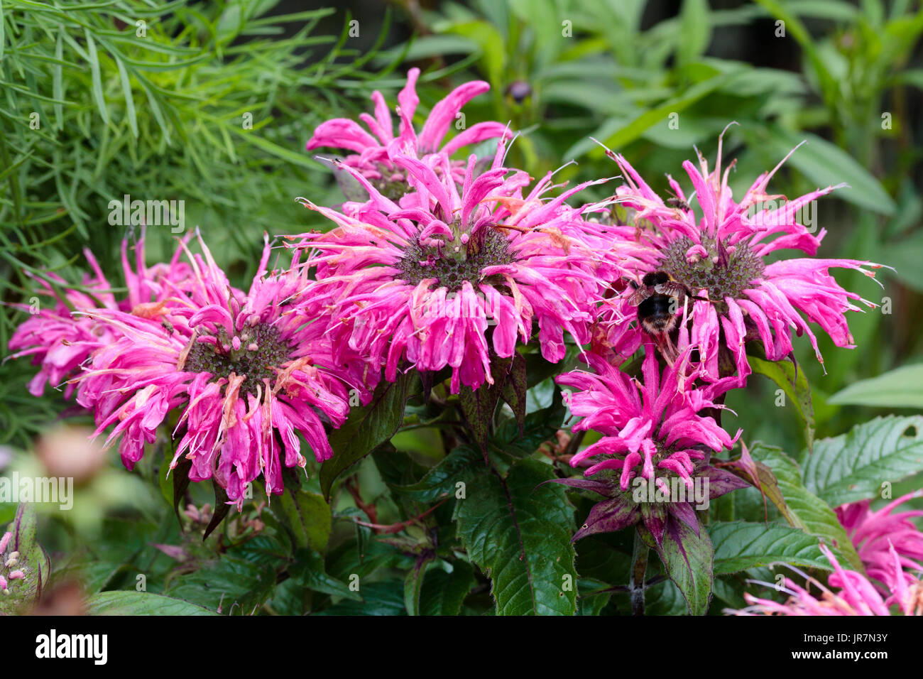 Bright pink summer flowers of the hardy ornamental bergamot herb, Monarda 'Pardon My Pink' Stock Photo