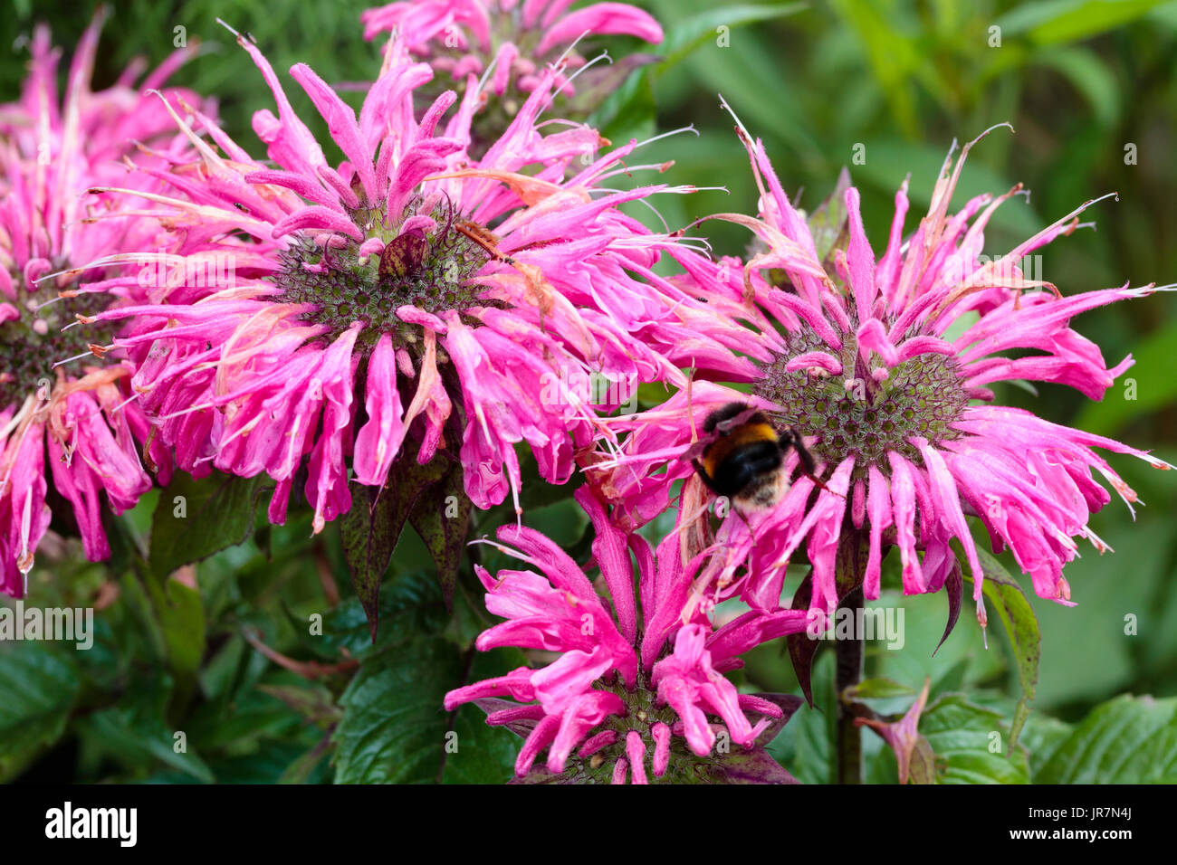 Bright Pink Summer Flowers Of The Hardy Ornamental Bergamot Herb