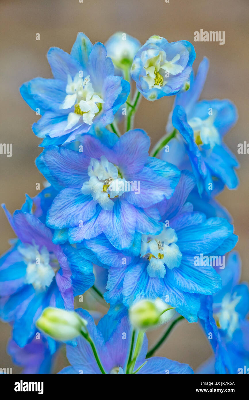 Blooming blue delphinium flowers also known as Blue Mirror variety, in a garden setting. Stock Photo