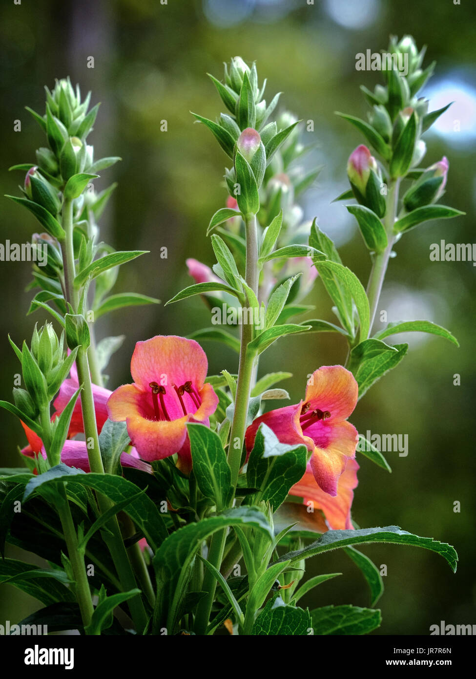 Apricot beauty foxglove, digitalis, plant in full bloom in a residential garden setting. Stock Photo