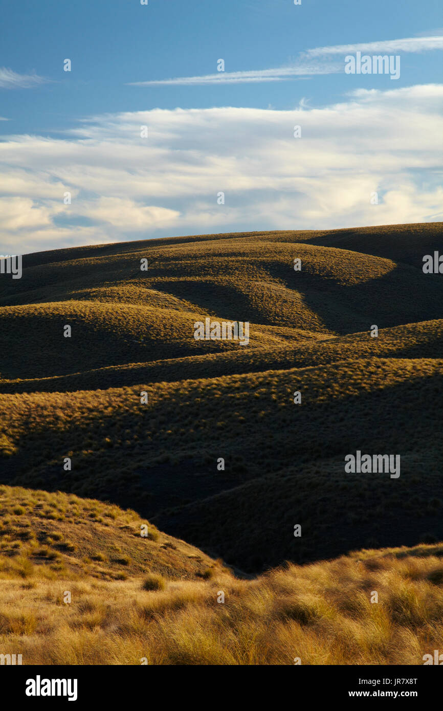 Tussock on Hills beside the Pigroot Highway, Maniototo, South Island, New Zealand Stock Photo