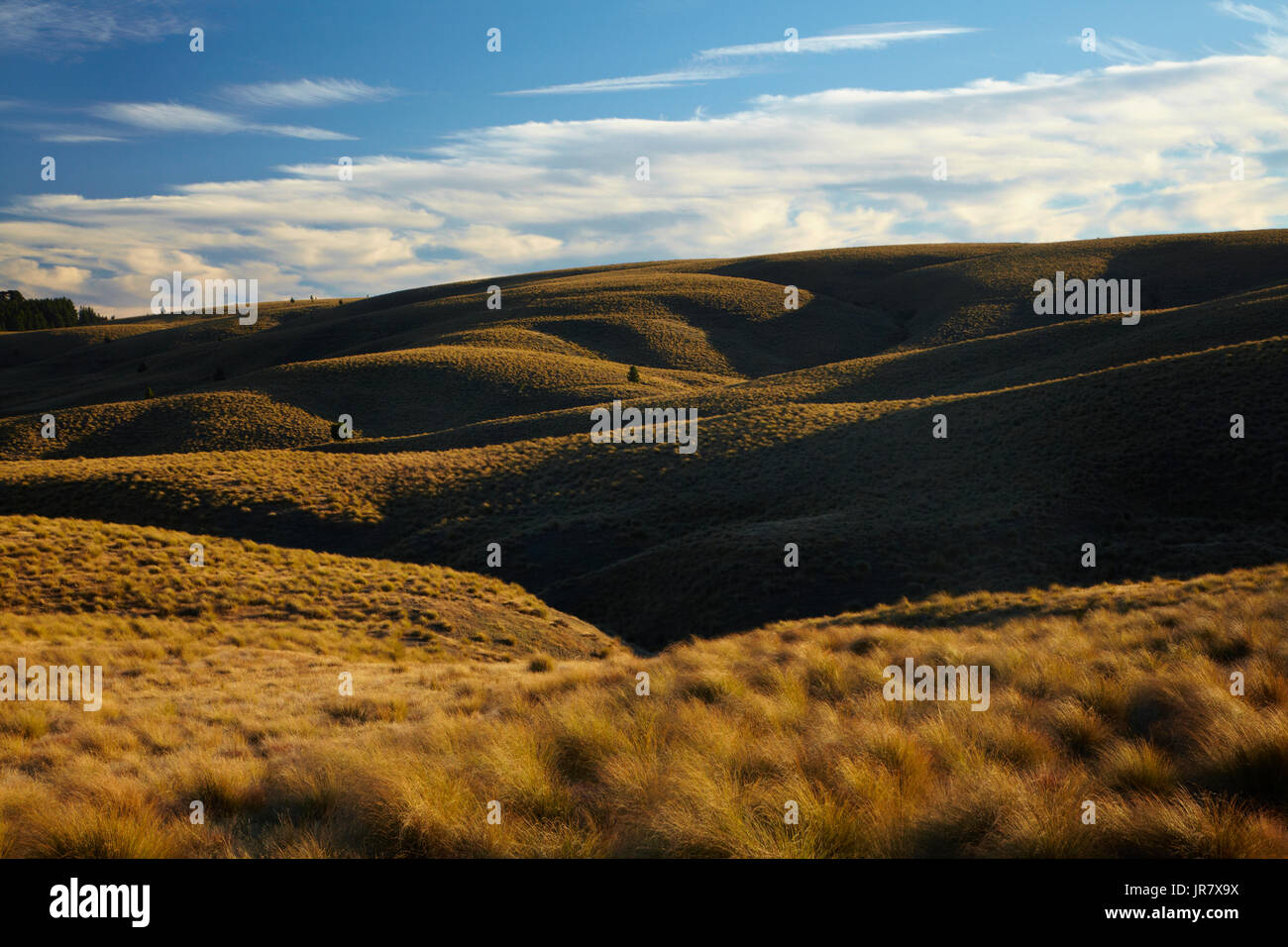 Tussock on Hills beside the Pigroot Highway, Maniototo, South Island, New Zealand Stock Photo