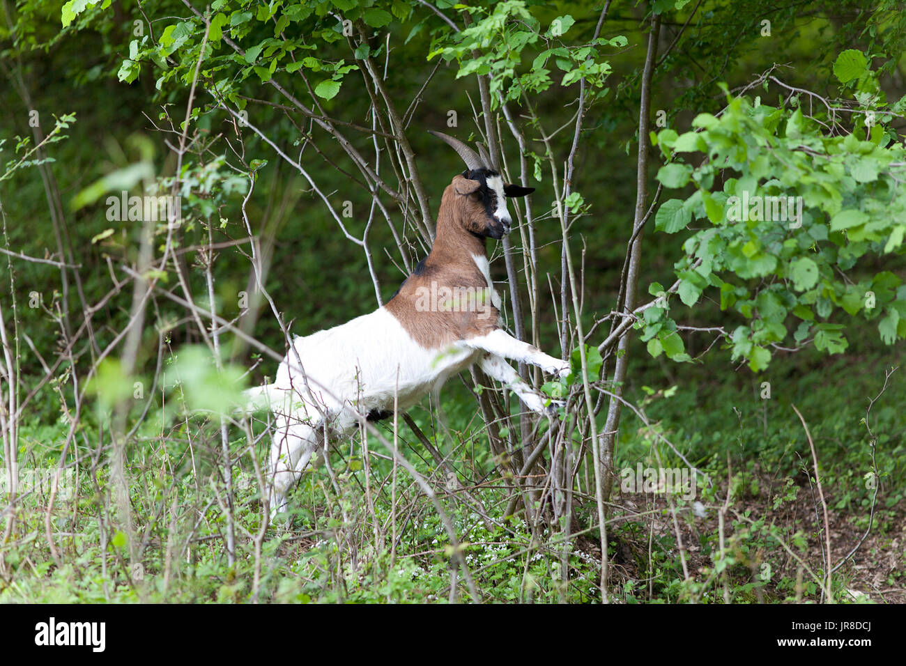 goat in forest climb up a tree to eat leaves Stock Photo
