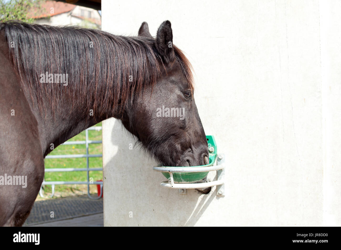 Horse drink water at drinking trough Stock Photo - Alamy