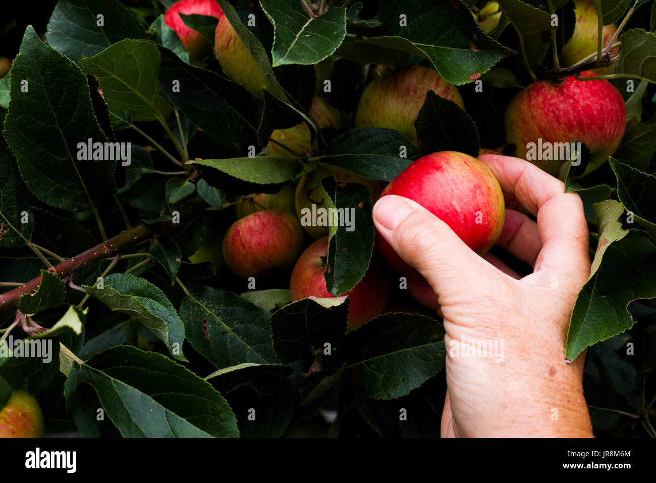 close up of A caucasian middle aged womans hand reaching out to pick an red apple of an apple tree, there are leaves from the tree and about 8 other a Stock Photo