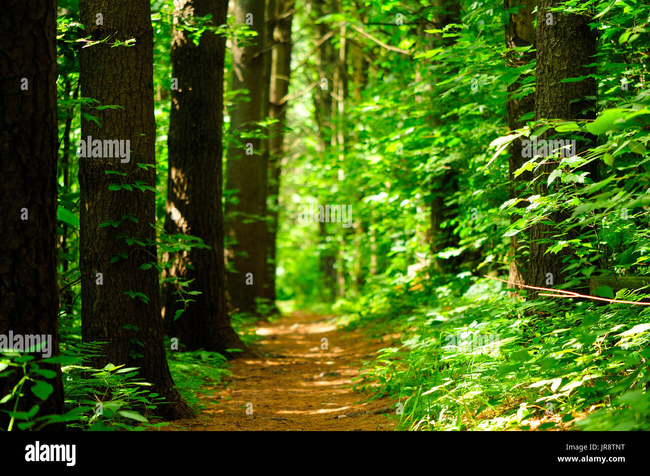 A hiking trail within a evergreen grove within Topsmead state forest in Litchfield Connecticut. Stock Photo