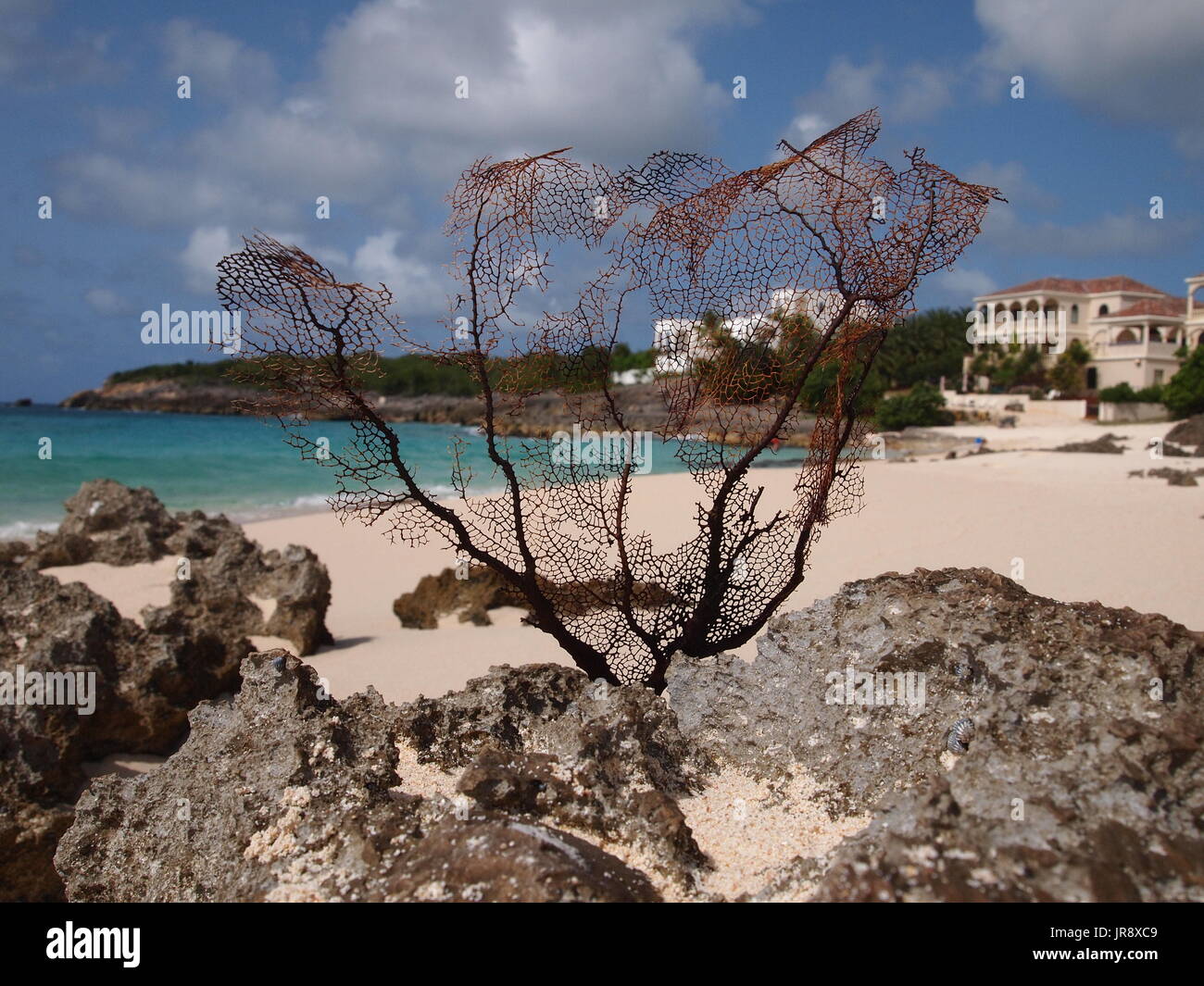 Sun bleached Purple Sea Fan coral stuck in a rock at Limestone Bay, Anguilla, BWI. Stock Photo