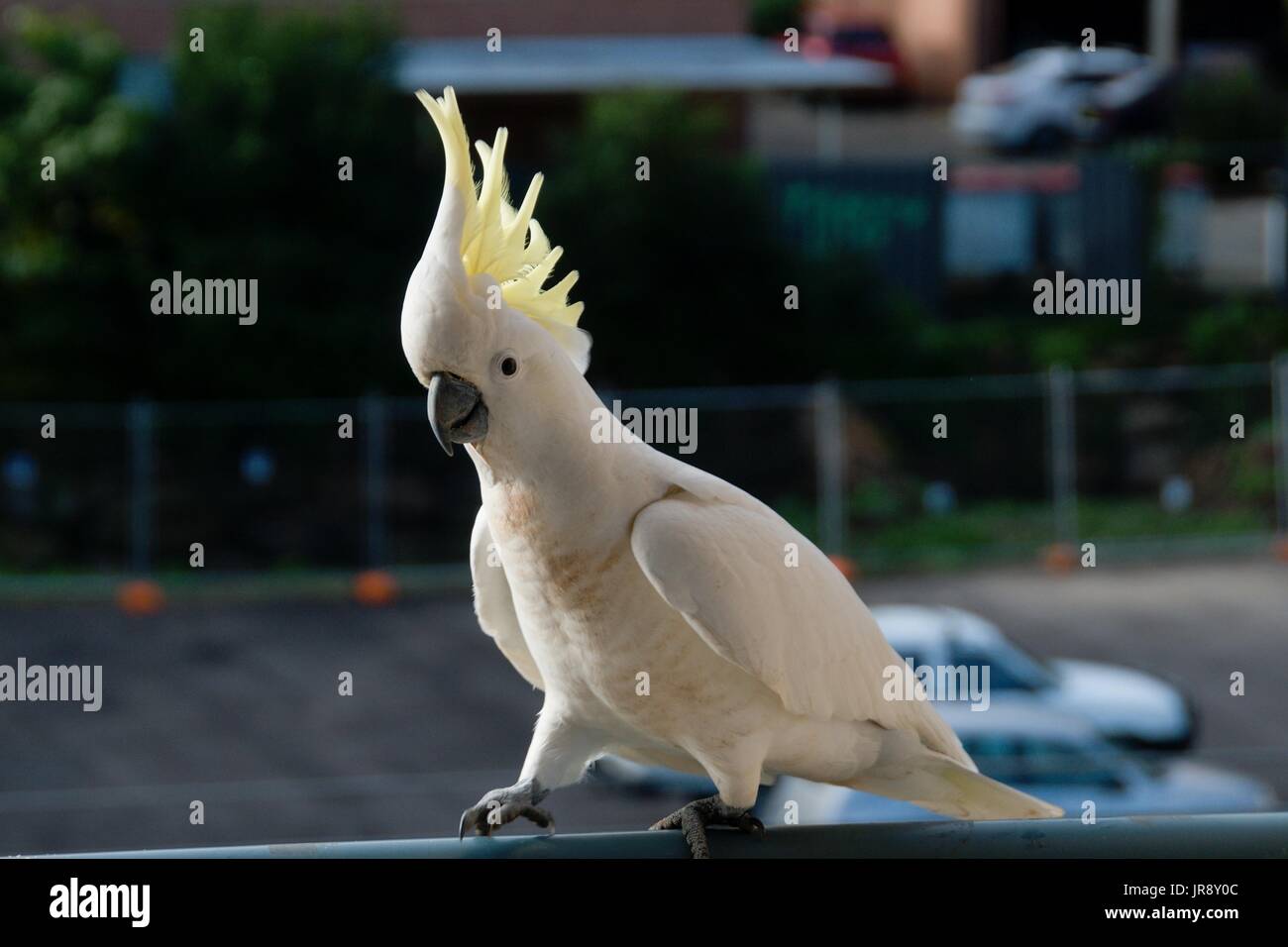 Australian Sulphur Crested Cockatoo close-up walking on a balcony rail with  an opened crest on display. Gosford, New South Wales, Australia Stock Photo  - Alamy