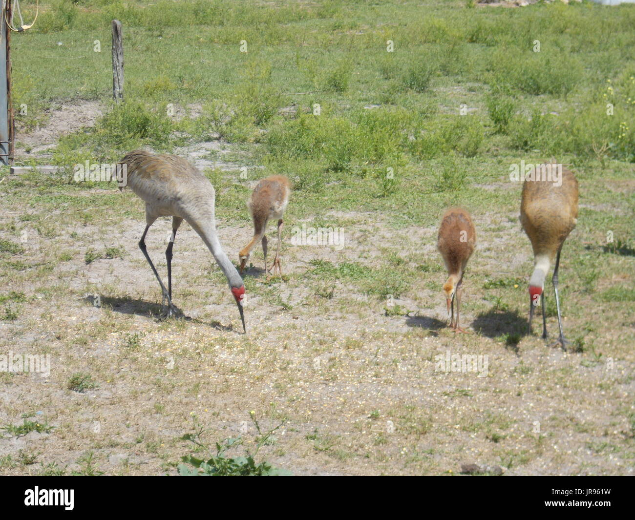 A pair of Sandhill Cranes and two babies. Stock Photo