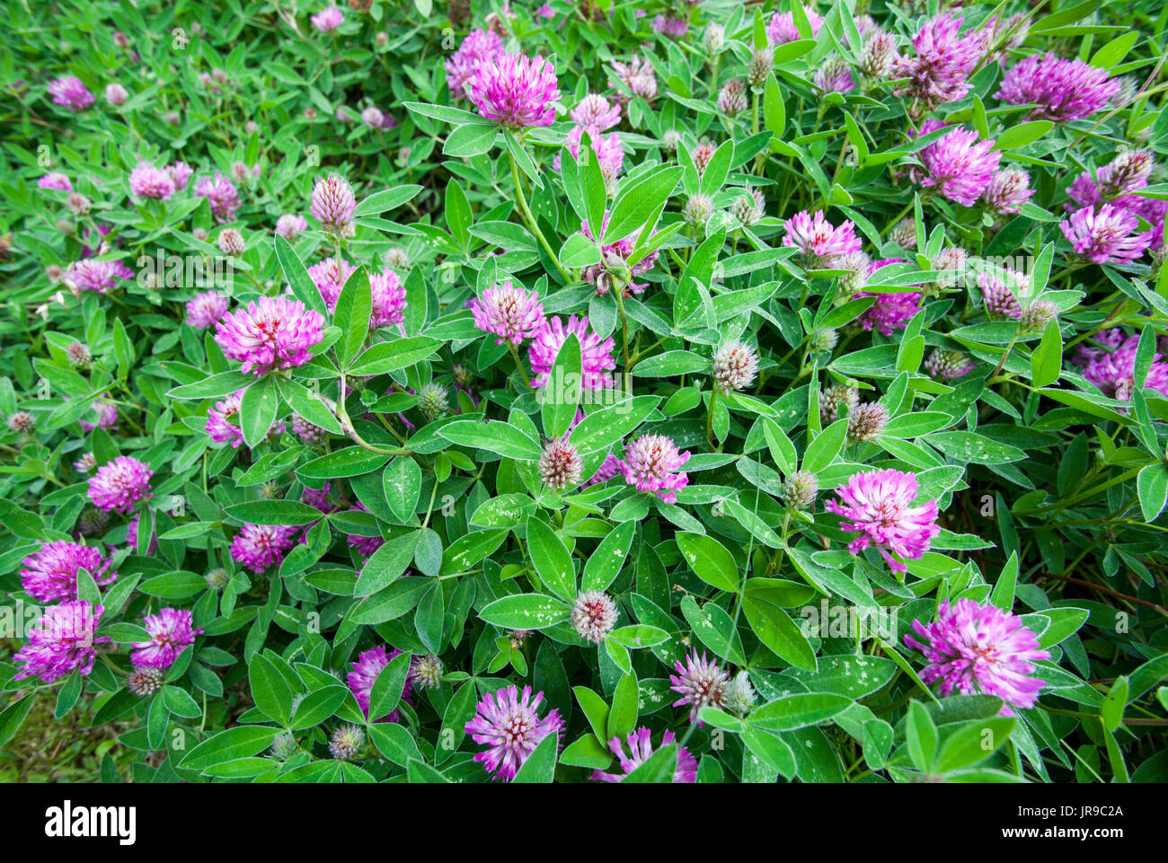 Zigzag clover (Trifolium medium) Stock Photo