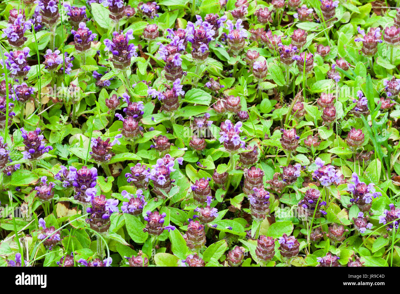 Common self-heal (Prunella vulgaris) Stock Photo
